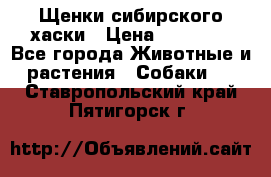 Щенки сибирского хаски › Цена ­ 12 000 - Все города Животные и растения » Собаки   . Ставропольский край,Пятигорск г.